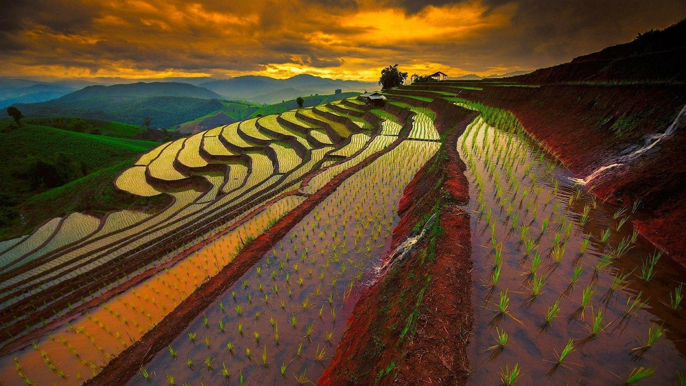 Golden rice terraces in Sapa, northern Vietnam