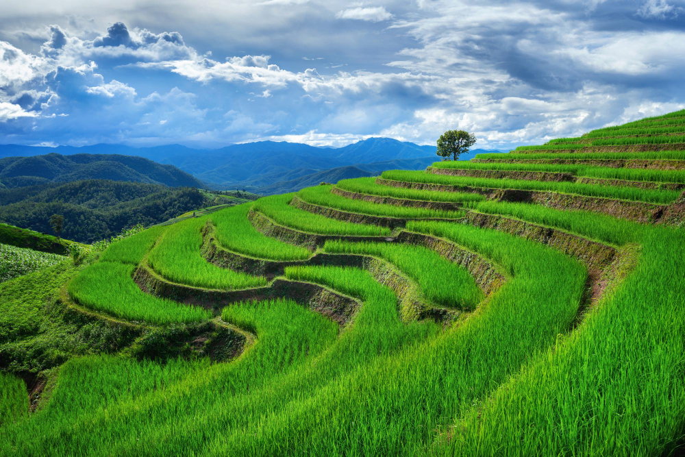 Green rice terraces in Ubud, Bali, Indonesia