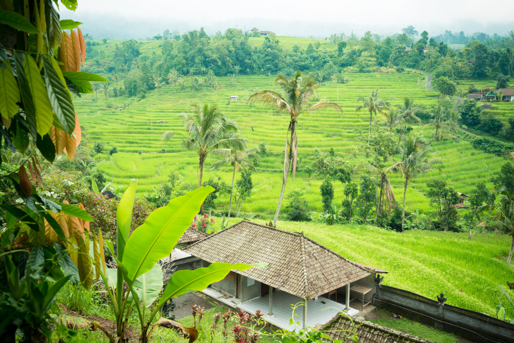 Green rice terraces in Ubud, Bali, Indonesia