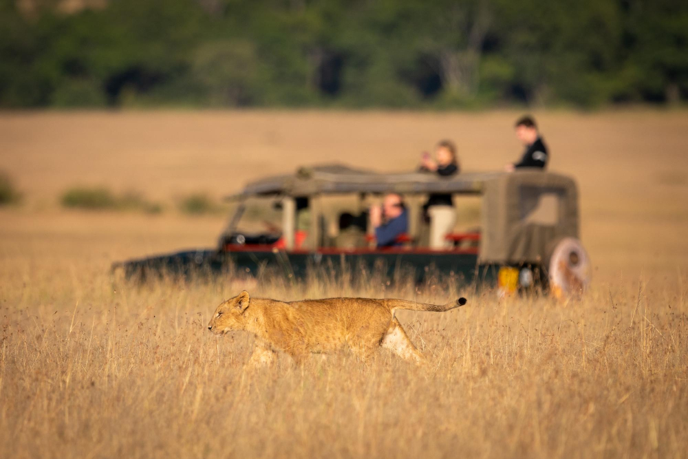 Kenya safari in September Giraffes and safari vehicle in Kenyan savanna during golden hour
