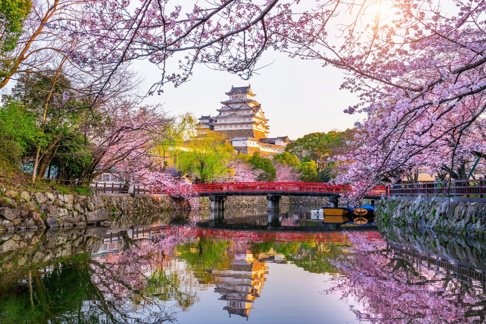 Kyoto early cherry blossoms Cherry blossoms in front of a traditional Japanese temple in Kyoto