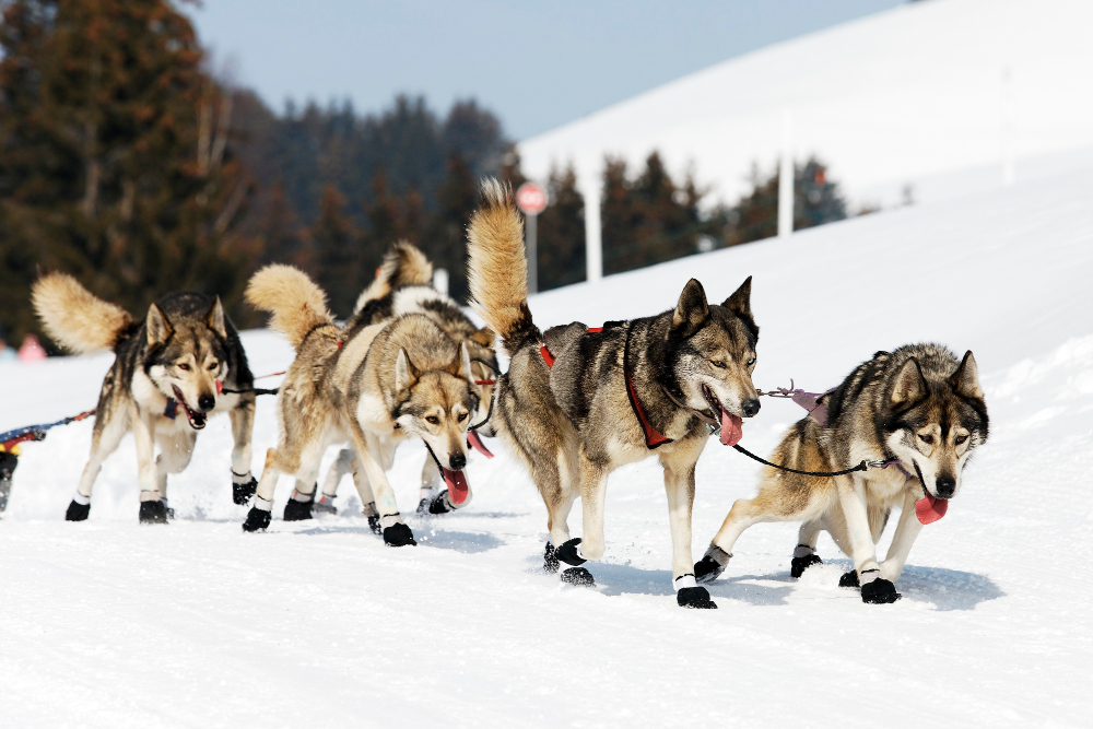 Husky sled team running through snow in Lapland