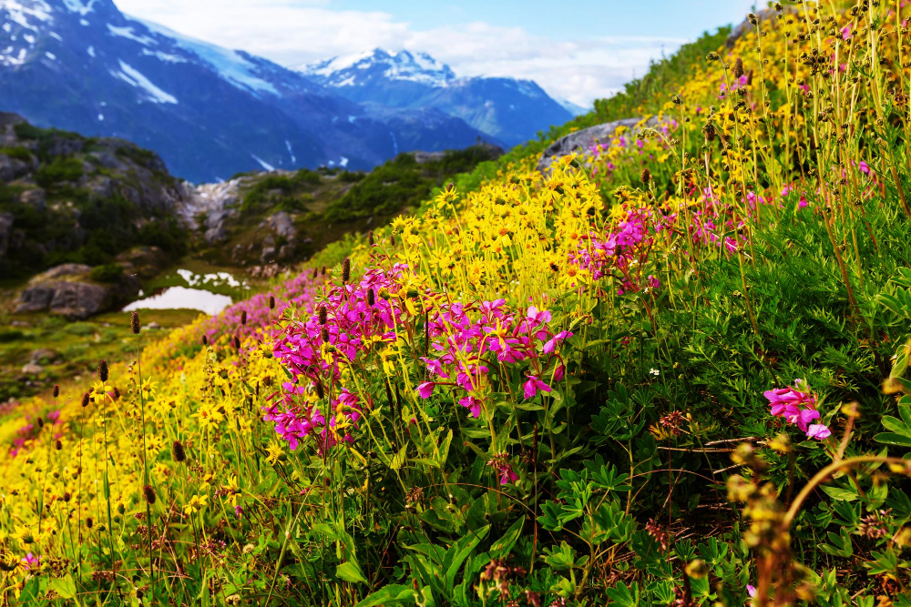 Dolomites in April Dolomites mountains with green valleys and wildflowers