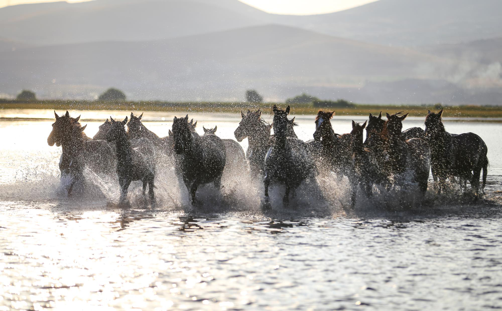 Great Migration wildebeest crossing the Mara River, Maasai Mara, Kenya, July