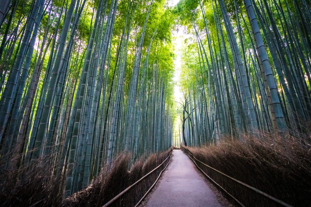 Kyoto in May Arashiyama bamboo grove in Kyoto with green stalks and sunlight
