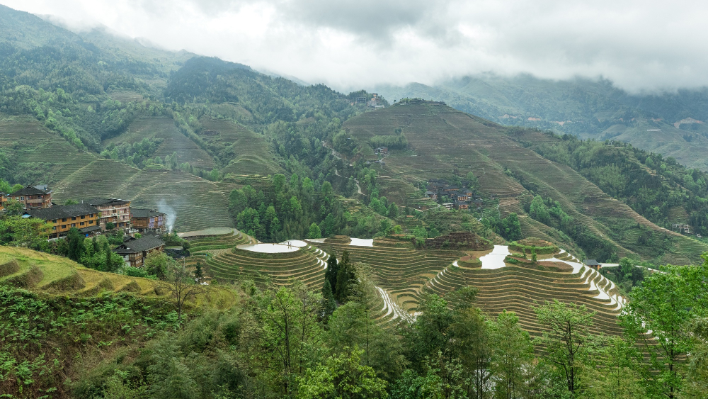 Northern Vietnam in July Green terraced rice fields in Ha Giang, northern Vietnam