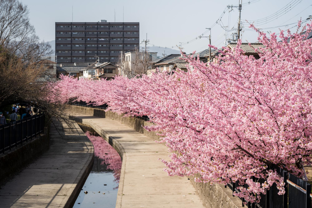 Kyoto cherry blossoms April Cherry blossoms in full bloom along a canal in Kyoto