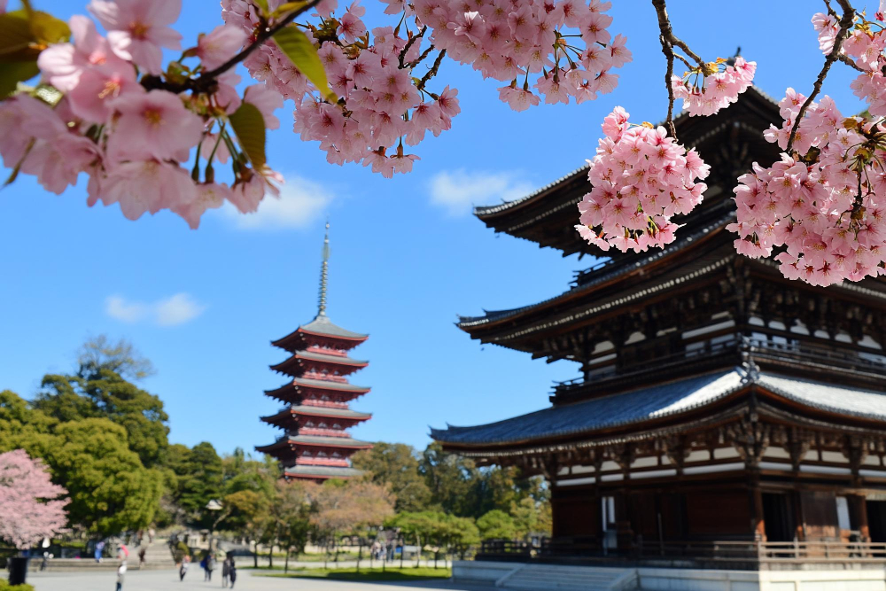 Cherry blossoms and traditional temple in Kyoto, Japan