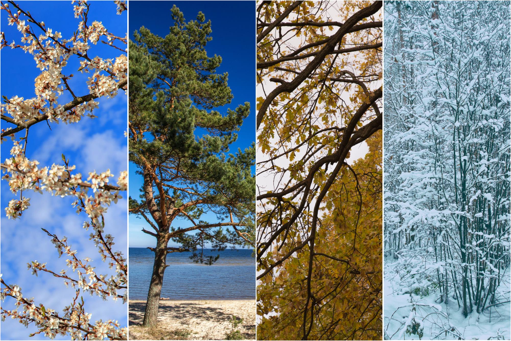 Collage representing spring cherry blossoms, summer beach, autumn leaves, winter snow