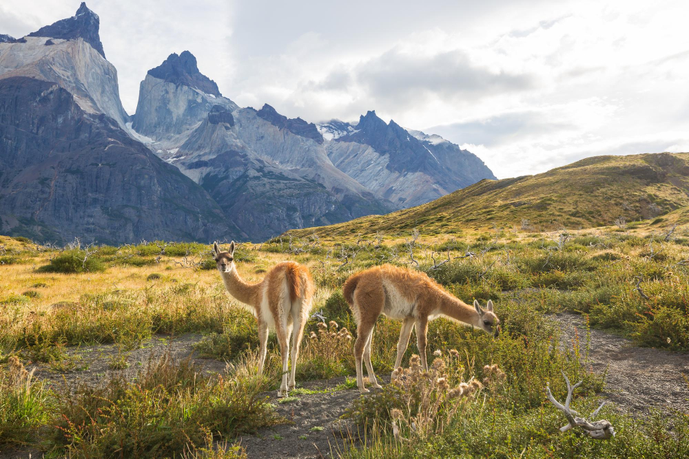 Patagonia in autumn Torres del Paine national park with granite peaks and autumn colors