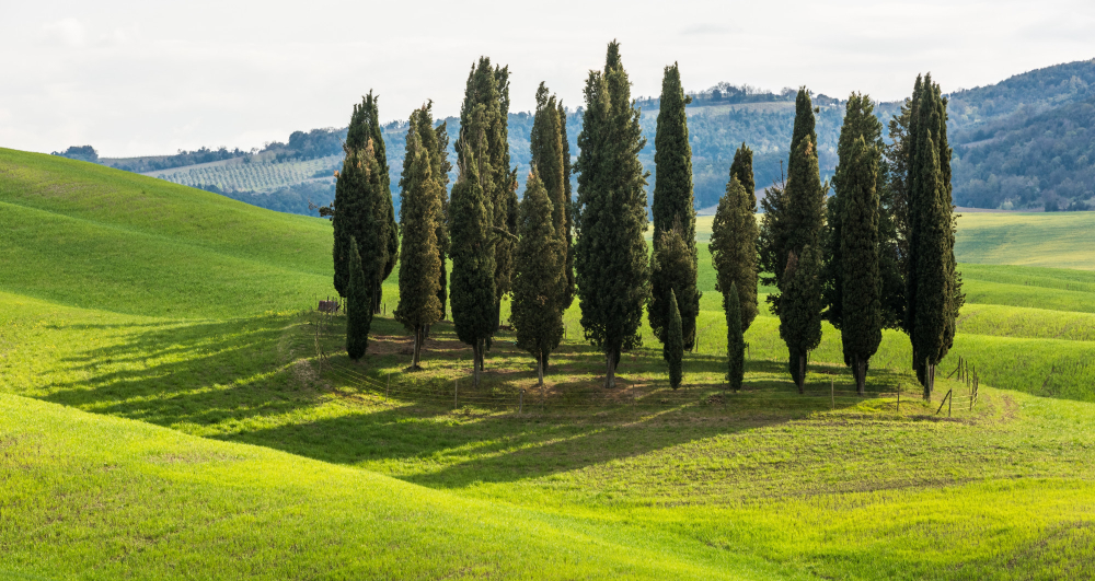 Tuscany in June Rolling Tuscan hills with cypress trees and golden sunset light