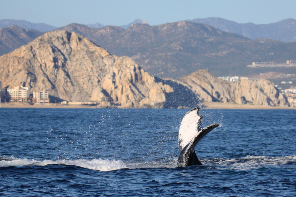 Cape Town whale season Southern Right whale breaching near cliffside in Hermanus