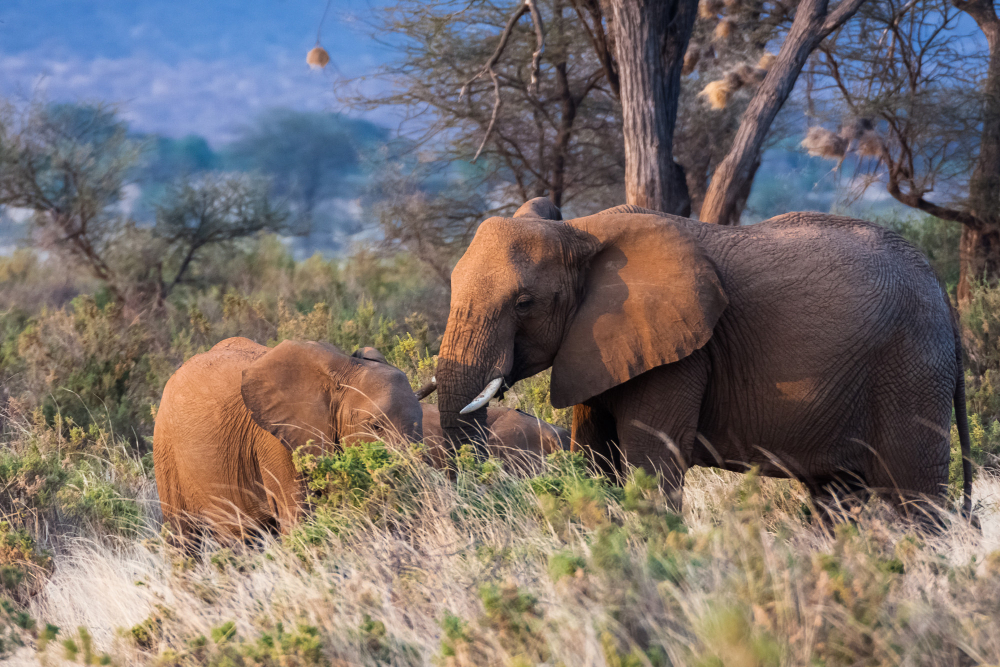 Elephant herd in Kruger National Park with green vegetation