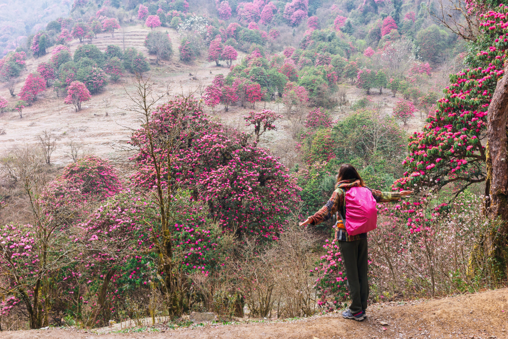 Nepal in May Himalayan trekking trail with red rhododendron flowers and mountain view