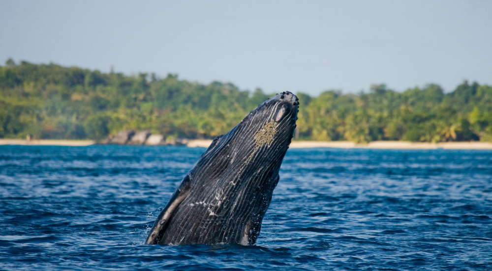 Maui whale watching Maui beach with palm trees and humpback whale tail in water
