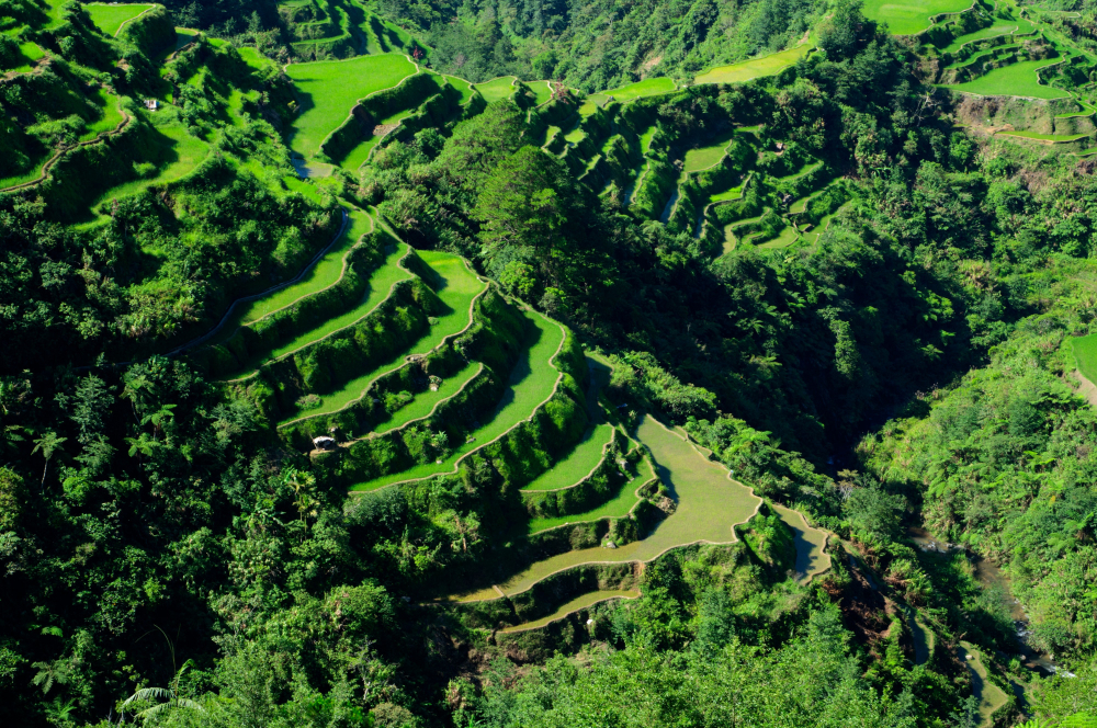 Aerial view of the Banaue rice terraces cascading down a mountain slope in Ifugao Province, Philippines, with lush green rice paddies and stone walls