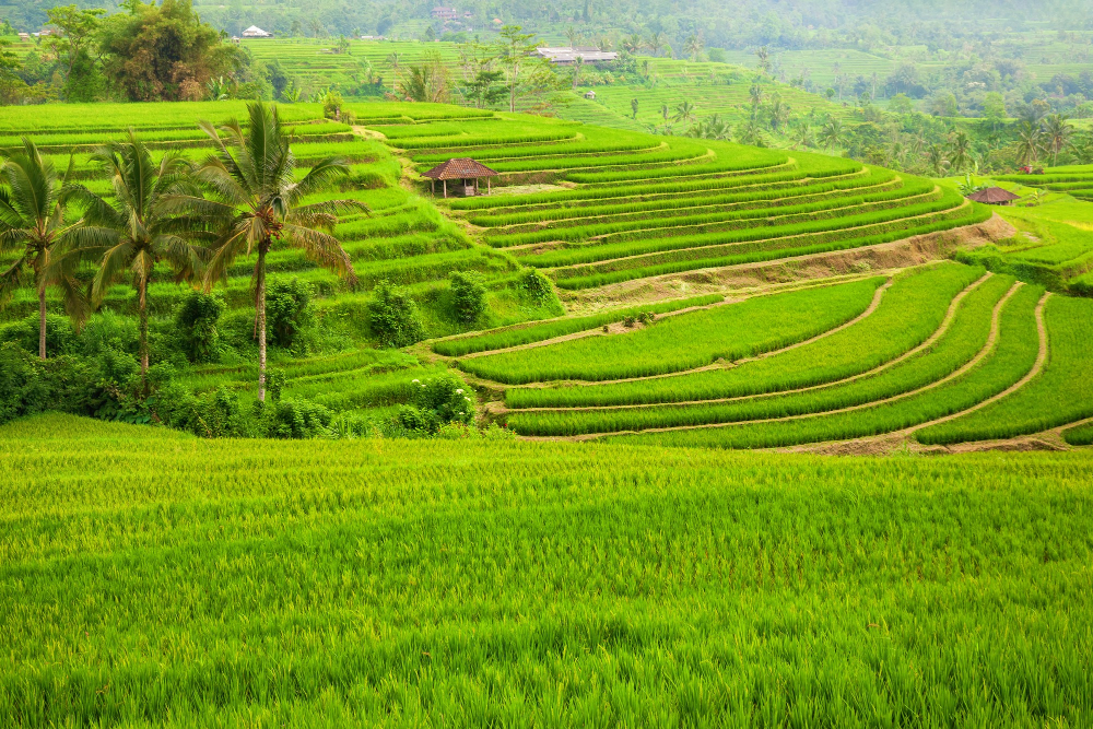Bali wet season advantage Green rice terraces in Ubud, Bali